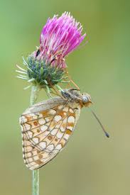 Attēlu rezultāti vaicājumam “Argynnis niobe underside”