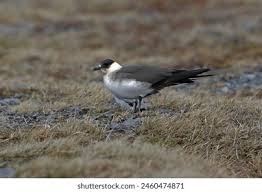 Attēlu rezultāti vaicājumam “Stercorarius parasiticus adult”