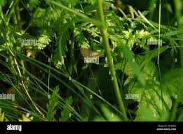 Attēlu rezultāti vaicājumam “Polypogon tentacularius male”