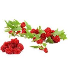 Attēlu rezultāti vaicājumam “Chenopodium foliosum fruit”