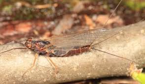 Attēlu rezultāti vaicājumam “Leptophlebia nebulosa”