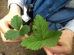 Attēlu rezultāti vaicājumam “Fragaria vesca leaf”