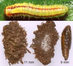 Attēlu rezultāti vaicājumam “Acrobasis advenella”