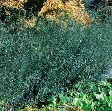 Attēlu rezultāti vaicājumam “Salix purpurea leaf”