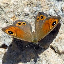 Attēlu rezultāti vaicājumam “Lasiommata maera”