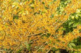Attēlu rezultāti vaicājumam “Hamamelis”