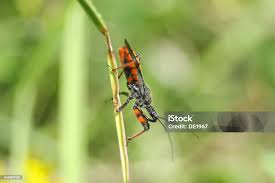 Attēlu rezultāti vaicājumam “Rhynocoris annulatus”