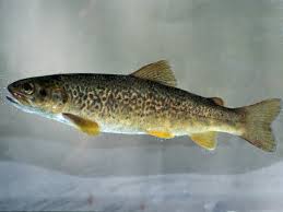 Image result for Salmo marmoratus