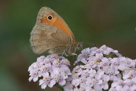 Attēlu rezultāti vaicājumam “Coenonympha pamphilus”