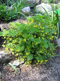 Attēlu rezultāti vaicājumam “Waldsteinia geoides flower”