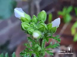 Attēlu rezultāti vaicājumam “Malva moschata bud”
