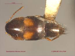 Attēlu rezultāti vaicājumam “Sepedophilus sp.”