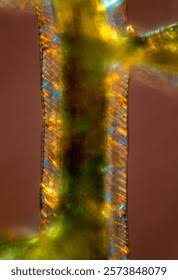 Attēlu rezultāti vaicājumam “Sphagnum centrale”