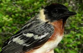 Image result for Dendroica castanea