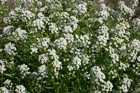 Image result for Alyssum diffusum