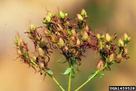 Attēlu rezultāti vaicājumam “Hypericum perforatum fruit”