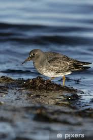 Attēlu rezultāti vaicājumam “Calidris maritima”