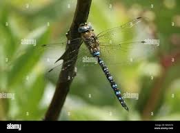 Attēlu rezultāti vaicājumam “Aeshna mixta male”