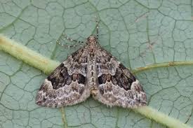 Attēlu rezultāti vaicājumam “Thera variata”