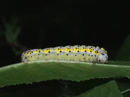 Attēlu rezultāti vaicājumam “Diloba caeruleocephala”