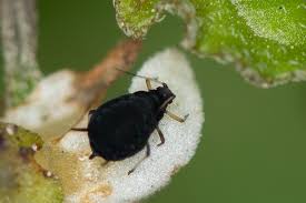 Attēlu rezultāti vaicājumam “Aphis fabae”