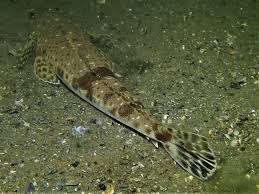 Image result for Platycephalus speculator