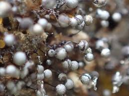 Attēlu rezultāti vaicājumam “Collaria arcyrionema”