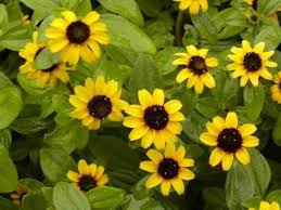 Image result for Sanvitalia procumbens