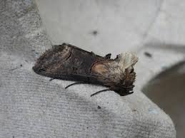 Attēlu rezultāti vaicājumam “Abrostola triplasia”