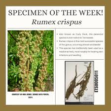 Attēlu rezultāti vaicājumam “Rumex crispus”