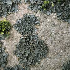 Attēlu rezultāti vaicājumam “Collema flaccidum”