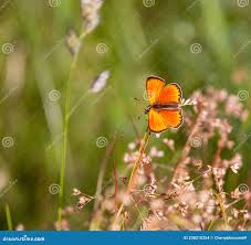 Attēlu rezultāti vaicājumam “Lycaena virgaureae male”