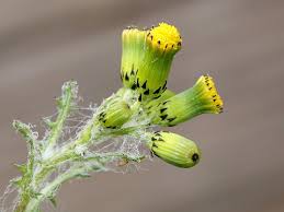 Attēlu rezultāti vaicājumam “Senecio vulgaris flower”