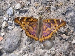 Attēlu rezultāti vaicājumam “Apatura ilia”