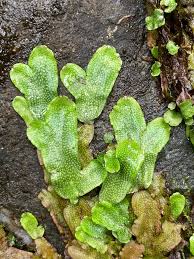 Attēlu rezultāti vaicājumam “Conocephalum salebrosum sporophyte”