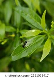 Attēlu rezultāti vaicājumam “Sacchiphantes abietis exuvia”