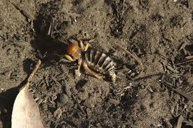 Attēlu rezultāti vaicājumam “Nematomorpha”