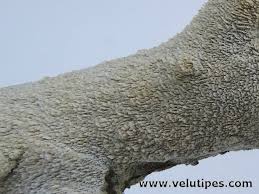 Attēlu rezultāti vaicājumam “Schizopora paradoxa”