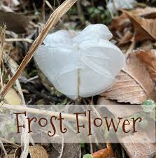 Attēlu rezultāti vaicājumam “Frost Flowers”