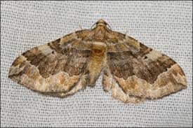 Attēlu rezultāti vaicājumam “Pelurga comitata”