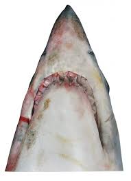 Image result for Isurus oxyrinchus