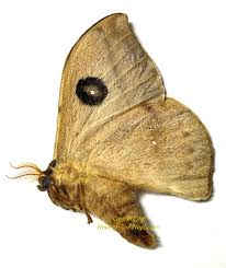 Attēlu rezultāti vaicājumam “Saturniidae”