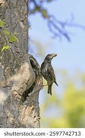 Attēlu rezultāti vaicājumam “Sturnus vulgaris nest”