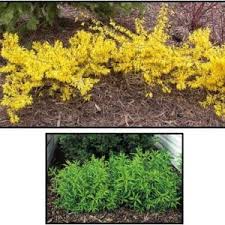 Attēlu rezultāti vaicājumam “Forsythia viridissima”