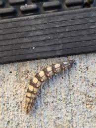 Attēlu rezultāti vaicājumam “Atylotus sp.”