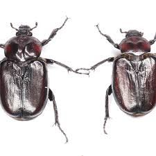 Attēlu rezultāti vaicājumam “Osmoderma barnabita”