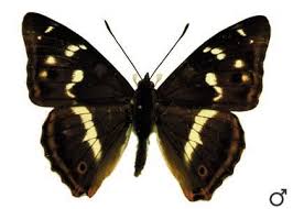 Attēlu rezultāti vaicājumam “Apatura iris”