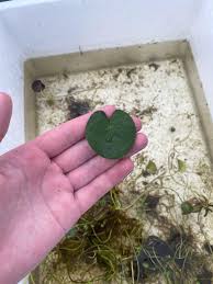 Attēlu rezultāti vaicājumam “Hydrocharis morsus-ranae”