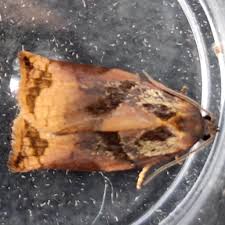 Attēlu rezultāti vaicājumam “Archips podana female”