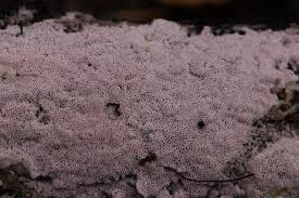 Attēlu rezultāti vaicājumam “Ceriporia excelsa”